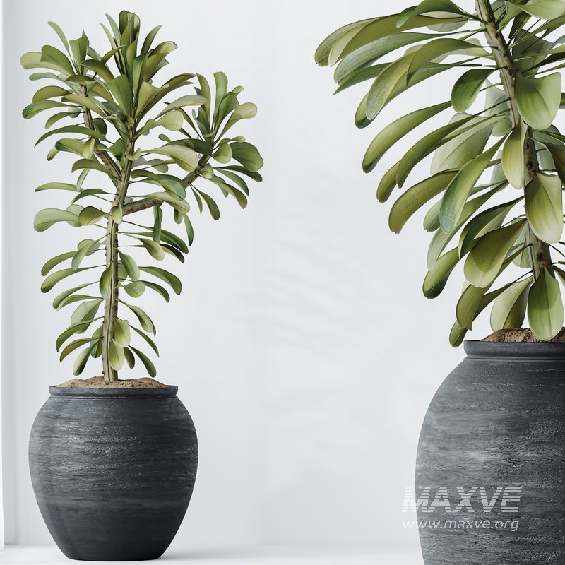 HQ HousePlants Euphorbia Drupifera Sunshine Agaveville Set01 - Image 2