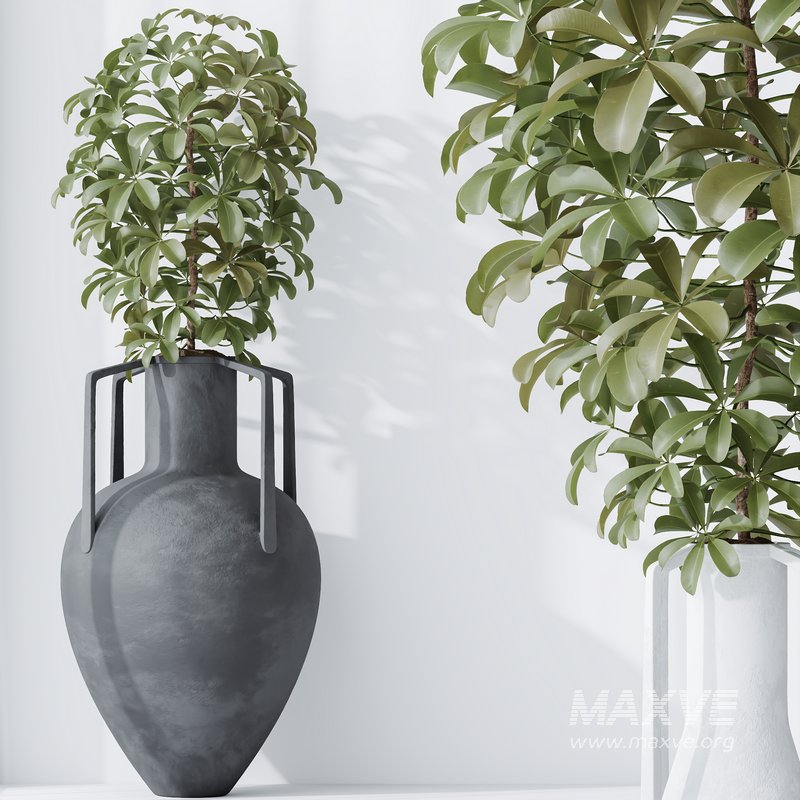 HQ HousePlants Schefflera Arboricola Umbrella Set04 - Image 2
