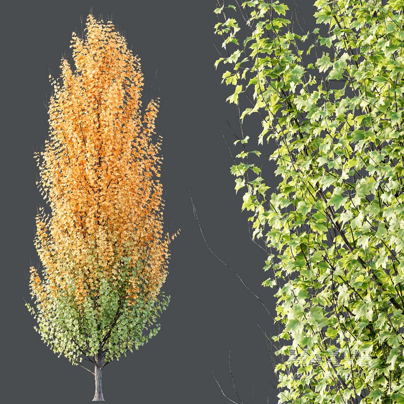 Plants Acer X freemanii Freeman Maple Sapindaceae Set05 - Image 3