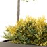HQ Tree and bush garden box outdoor VOL 42 - Thumbnail 2