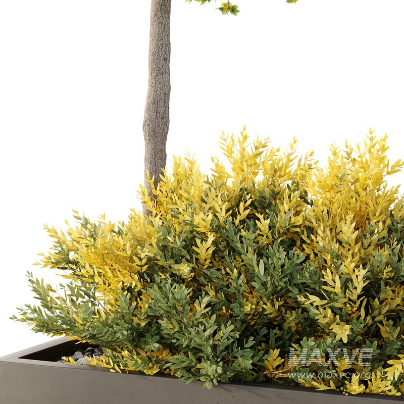 HQ Tree and bush garden box outdoor VOL 42 - Image 2