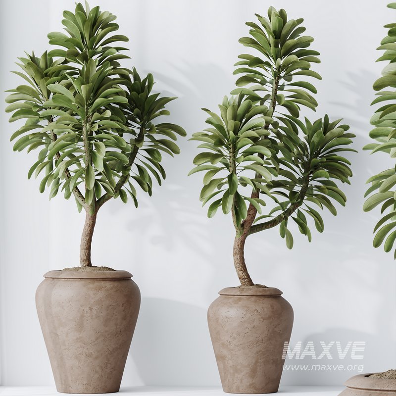 HQ HousePlants Euphorbia Drupifera Sunshine Agaveville Set02 - Image 3