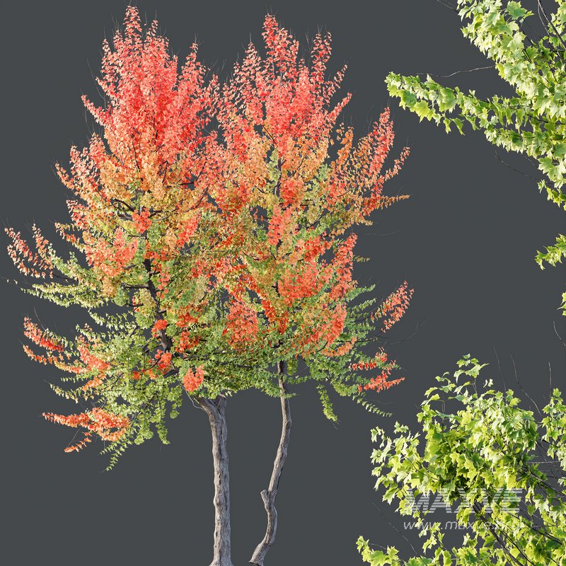 HQ Plants Acer X freemanii Freeman Maple Sapindaceae Set04 - Image 3