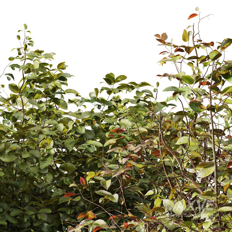 8 different autumn plants - Image 5