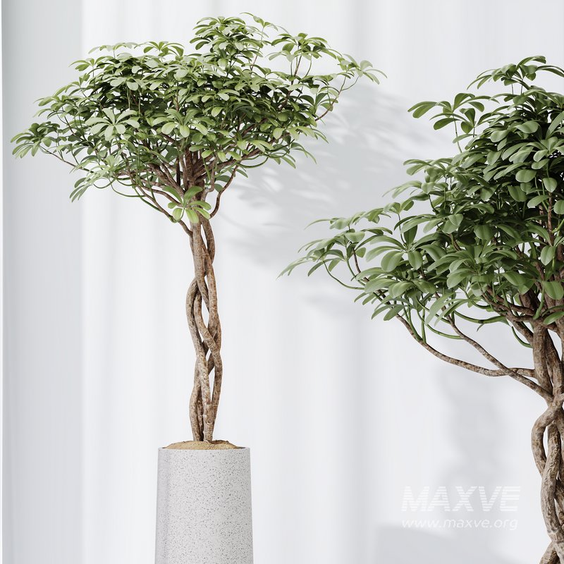 HQ HousePlants Schefflera Arboricola Umbrella Set02 - Image 2