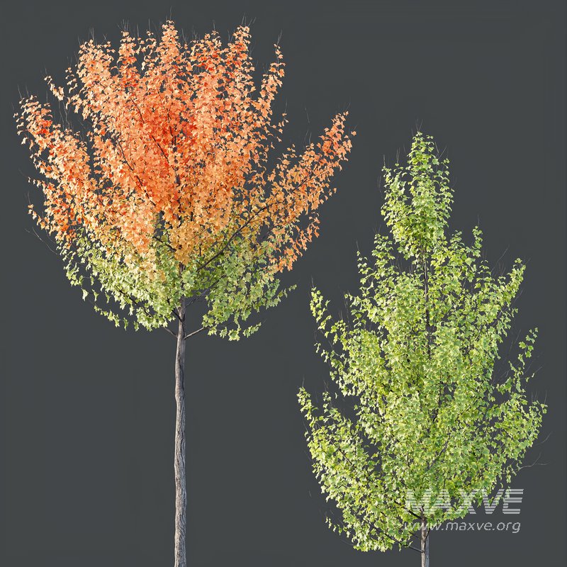HQ Plants Acer X freemanii Freeman Maple Sapindaceae Set07 - Image 2