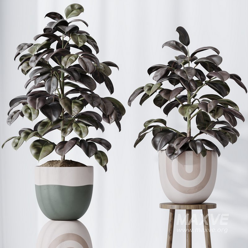 HQ HousePlants Rubber Ficus Elastica Abidjan Melany Set06 - Image 2