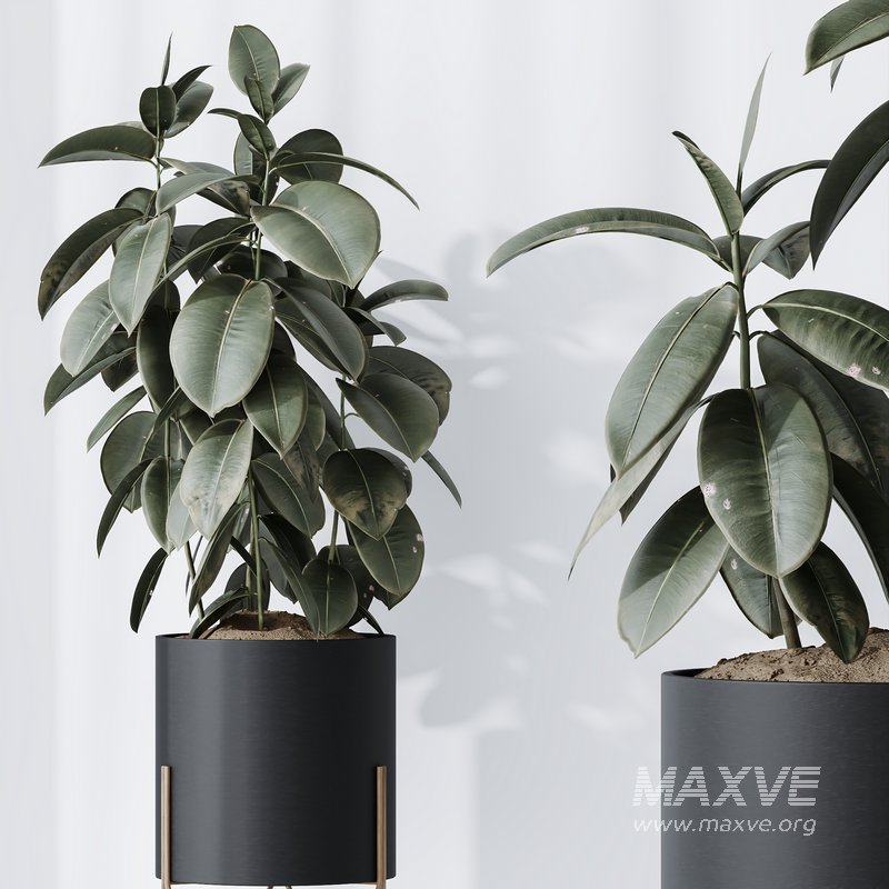 HQ HousePlants Rubber Ficus Elastica Abidjan Melany Set07 - Image 3