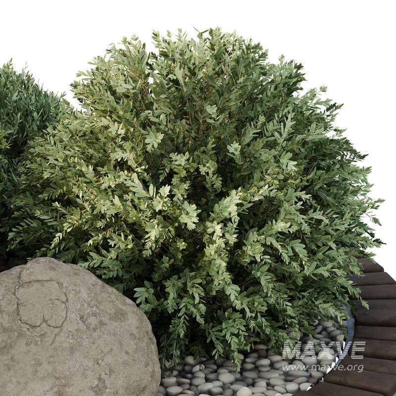 HQ Tree and bush garden box outdoor VOL 41 - Image 3