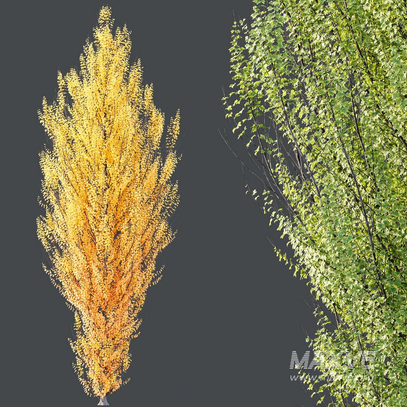 HQ Plants Acer X freemanii Freeman Maple Sapindaceae Armstrong Set03 - Image 3