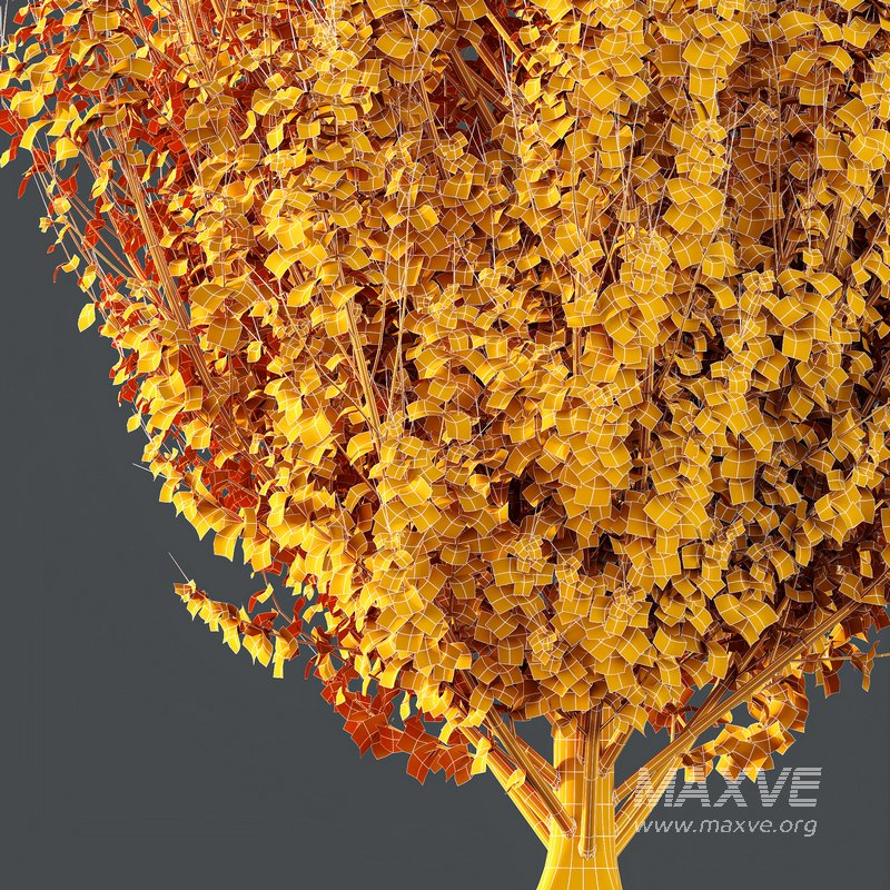 HQ Plants Acer X freemanii Freeman Maple Sapindaceae Armstrong - Image 4