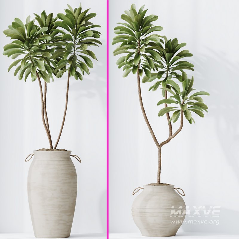 Lemon Cane Dragon and Euphorbia Drupifera set 19 - Image 4