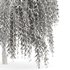 Weeping willow and Tulip poplar - Thumbnail 4