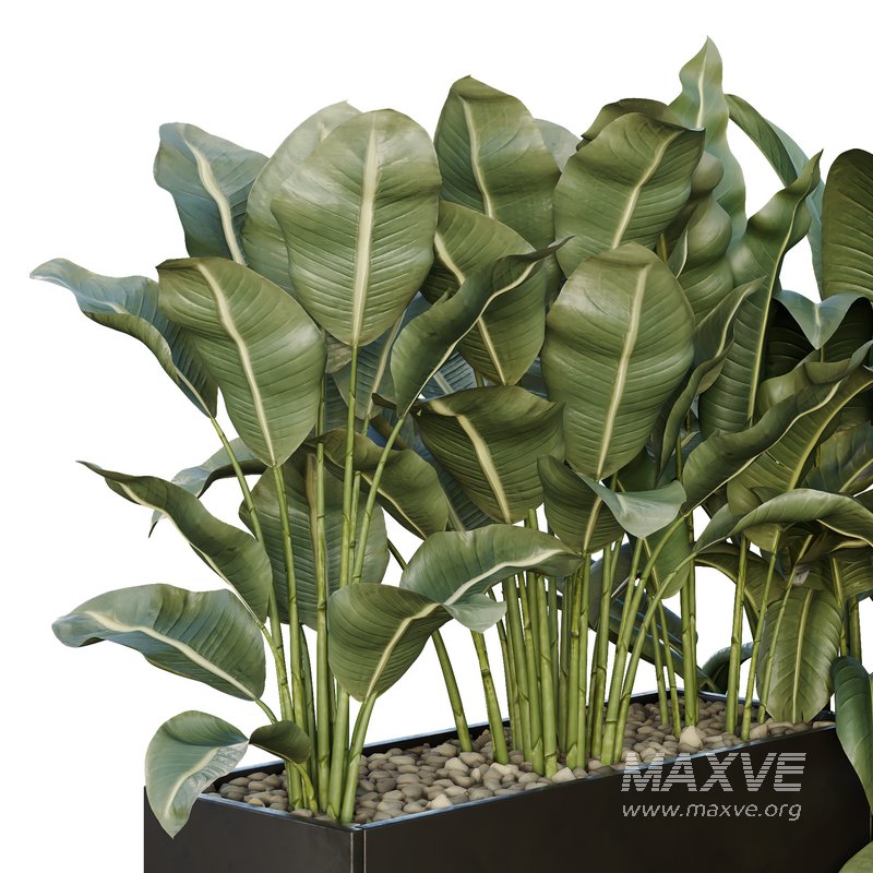 HQ Tree and bush garden box outdoor VOL 38 - Image 4