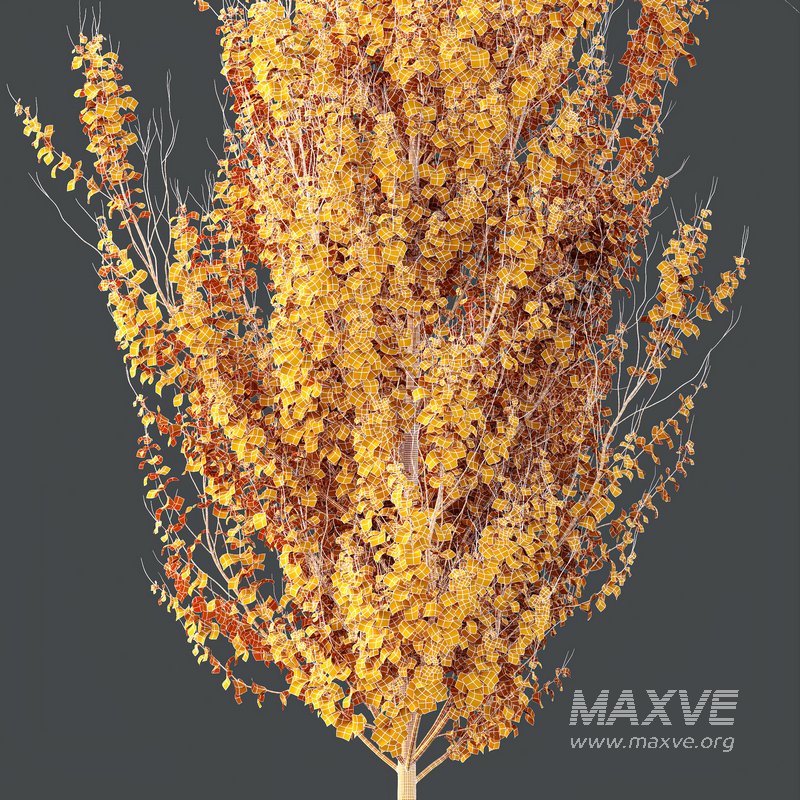 HQ Plants Acer X freemanii Freeman Maple Sapindaceae Set06 - Image 4