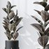 HQ HousePlants Rubber Ficus Elastica Abidjan Melany Set08 - Thumbnail 4