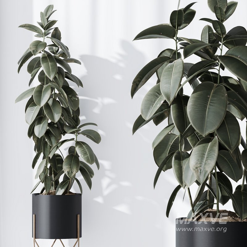 HQ HousePlants Rubber Ficus Elastica Abidjan Melany Set07 - Image 4