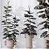 HQ HousePlants Rubber Ficus Elastica Abidjan Melany Set04 - Thumbnail 4