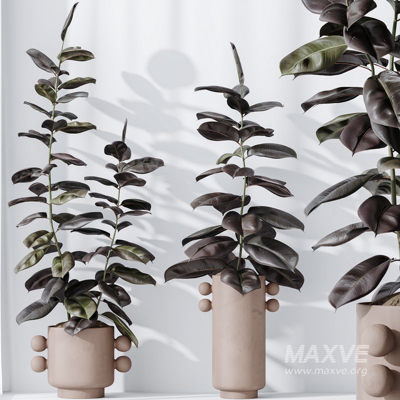 HQ HousePlants Rubber Ficus Elastica Abidjan Melany Set04 - Image 4