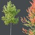 HQ Plants Acer X freemanii Freeman Maple Sapindaceae Set04 - Thumbnail 4