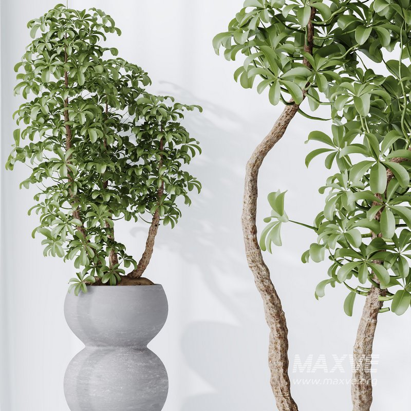 HQ HousePlants Schefflera Arboricola Umbrella Set05 - Image 5