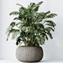 HQ HousePlants Giant Monstera Deliciosa Swiss Cheese - Thumbnail 4