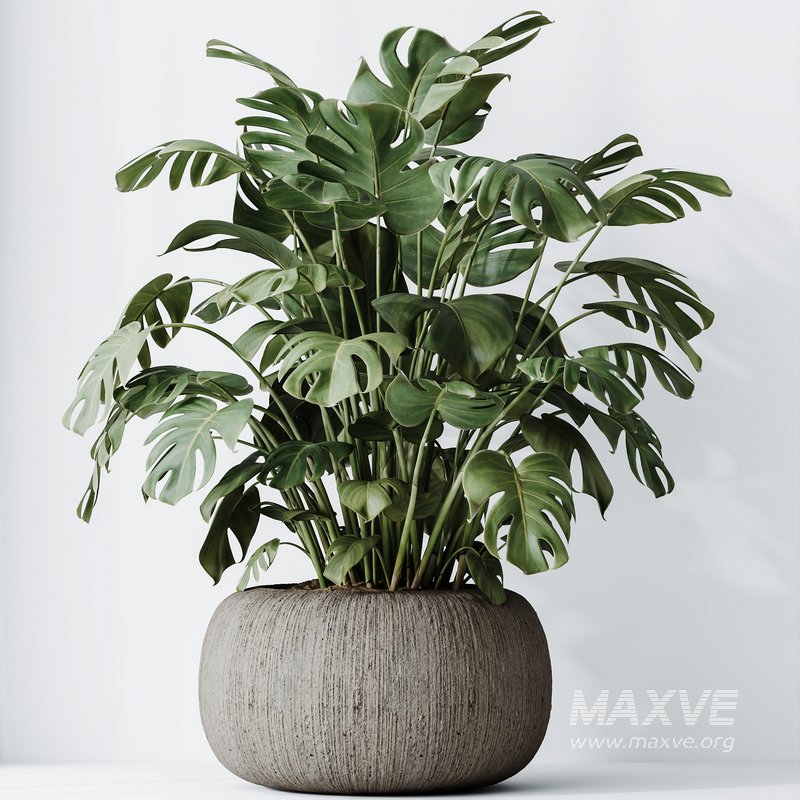 HQ HousePlants Giant Monstera Deliciosa Swiss Cheese - Image 4