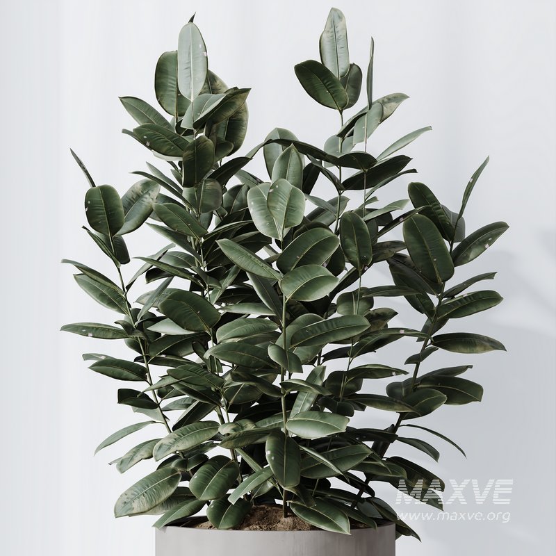 HousePlants Rubber Ficus Elastica Abidjan Melany Set02 - Image 4