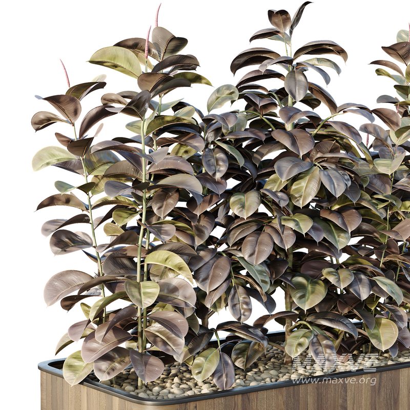 HQ Tree and bush garden box outdoor VOL 33 - Image 4