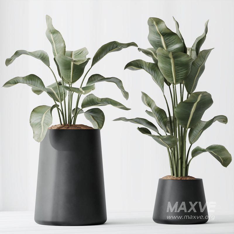 ParadiseBird and Areca Majesty Vase 14 - Image 4