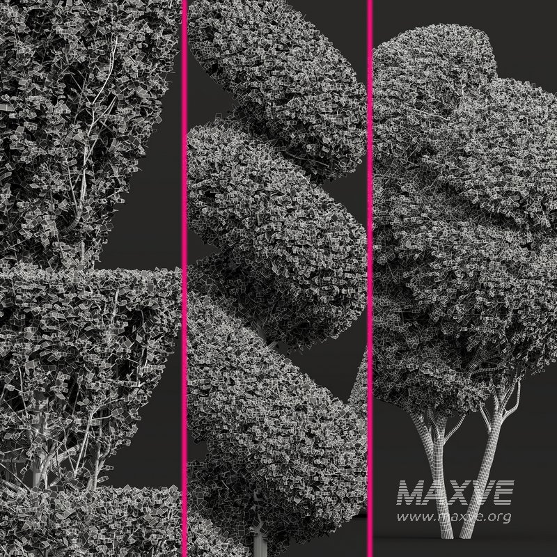 Ficus Concinna Bonsai Pruned 7 - Image 3