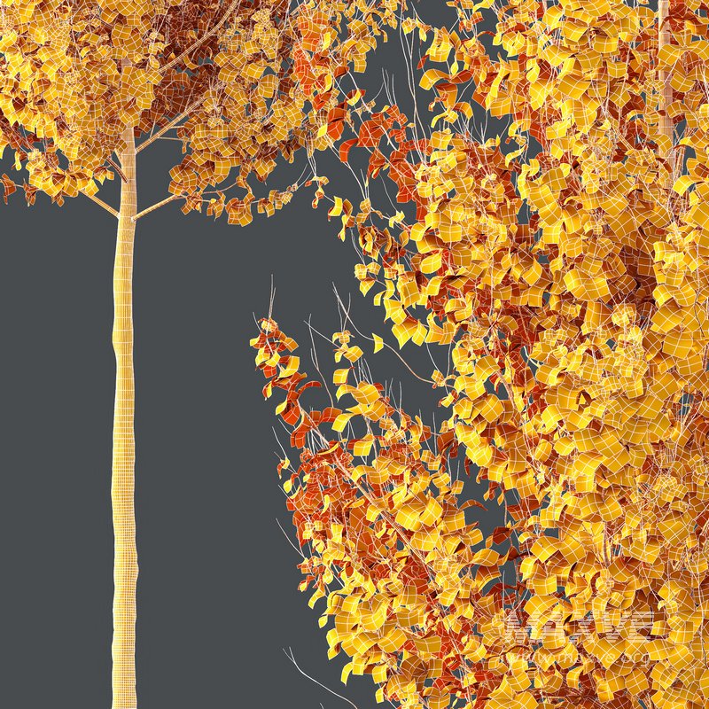 HQ Plants Acer X freemanii Freeman Maple Sapindaceae Set07 - Image 4