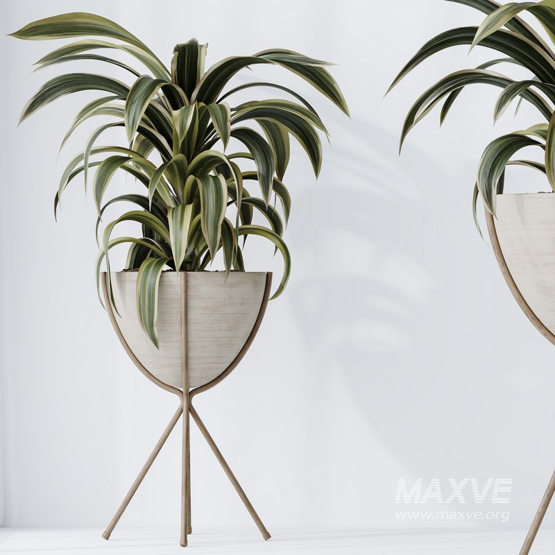 HQ HousePlants Dracaena Warneckii Lemon Lime Cane Dragon - Image 4