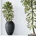 HQ HousePlants Euphorbia Drupifera Sunshine Agaveville Set01 - Thumbnail 4
