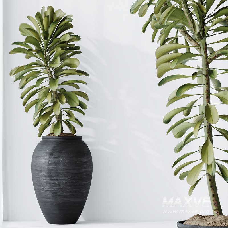 HQ HousePlants Euphorbia Drupifera Sunshine Agaveville Set01 - Image 4