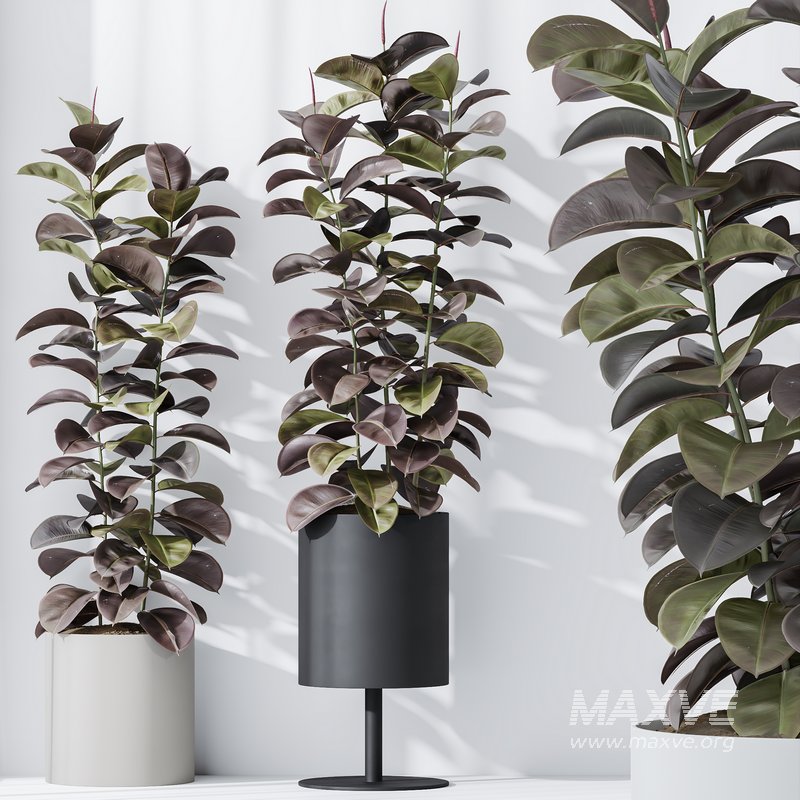 HQ HousePlants Rubber Ficus Elastica Abidjan Melany - Image 4