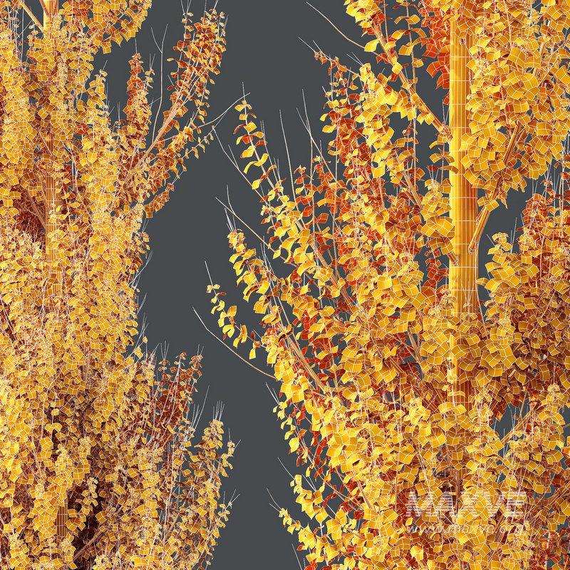 Plants Acer X freemanii Freeman Maple Sapindaceae Armstrong Set04 - Image 4