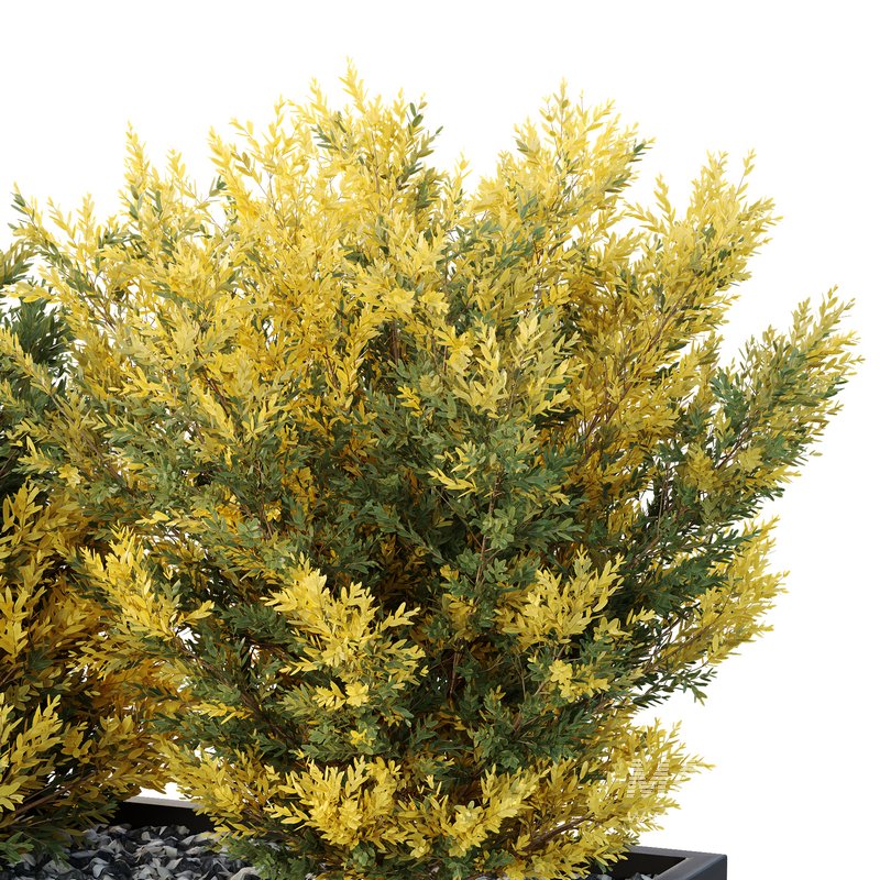 HQ Tree and bush garden box outdoor VOL 42 - Image 4