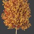 HQ Plants Acer X freemanii Freeman Maple Sapindaceae Tree - Thumbnail 4