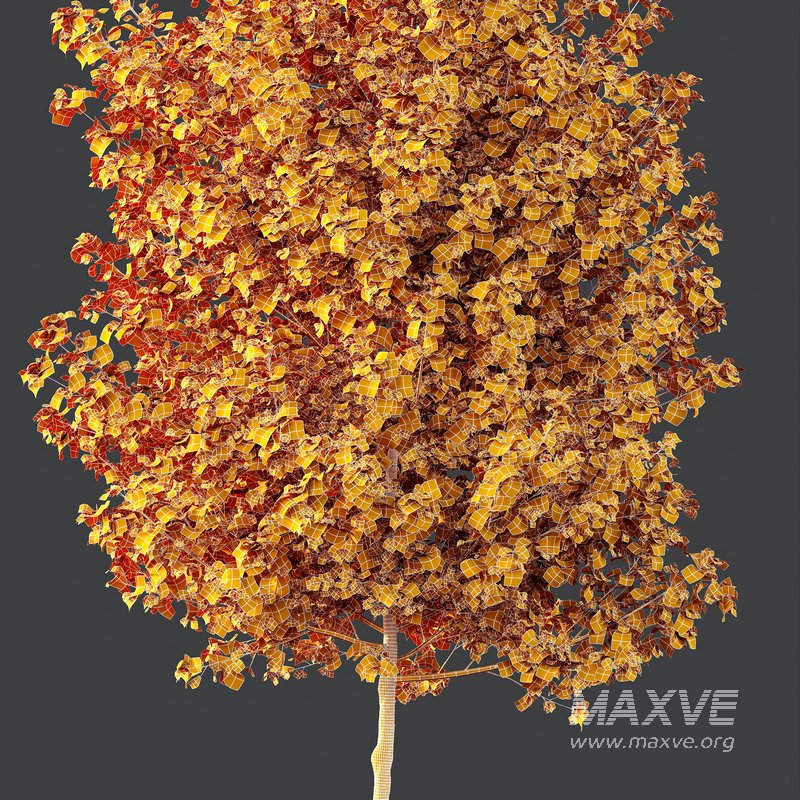 HQ Plants Acer X freemanii Freeman Maple Sapindaceae Tree - Image 4