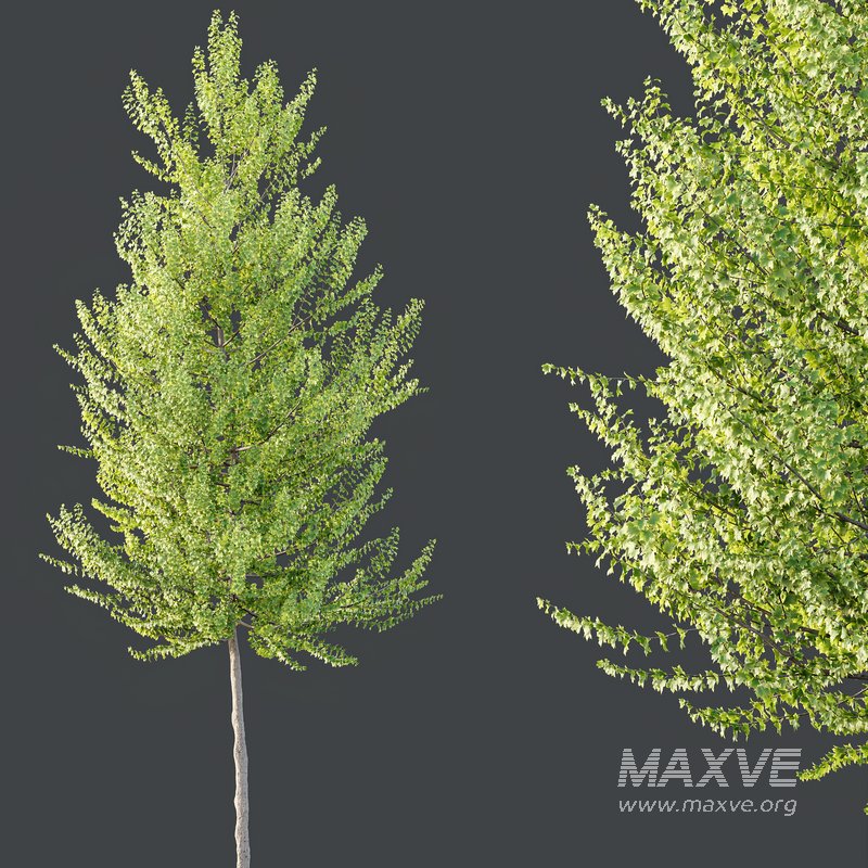 HQ Plants Acer X freemanii Freeman Maple Sapindaceae Set03 - Image 3