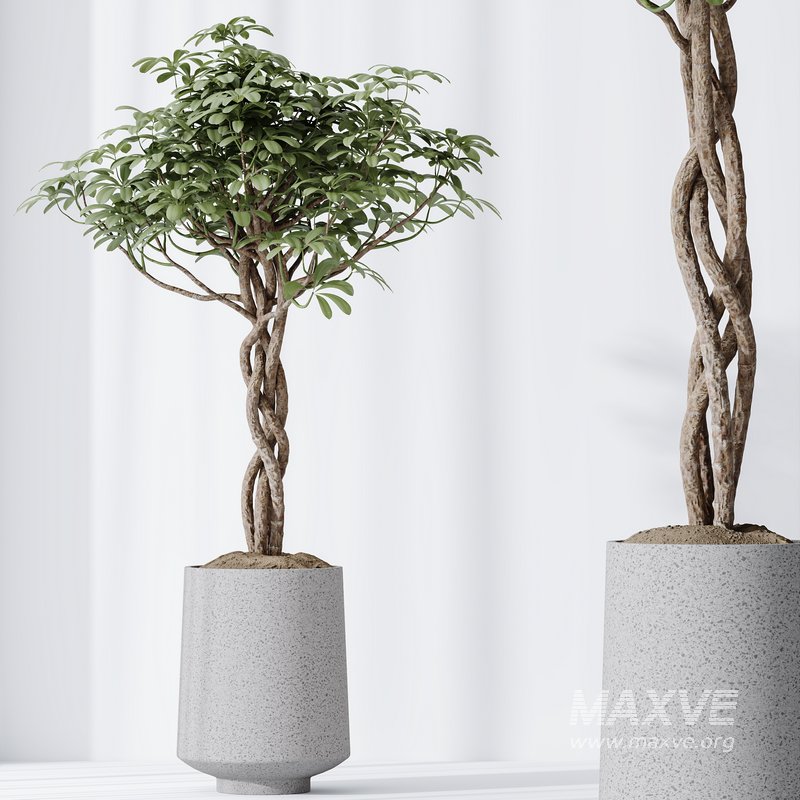 HQ HousePlants Schefflera Arboricola Umbrella Set02 - Image 4