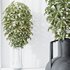 HQ HousePlants Schefflera Arboricola Umbrella Set04 - Thumbnail 4
