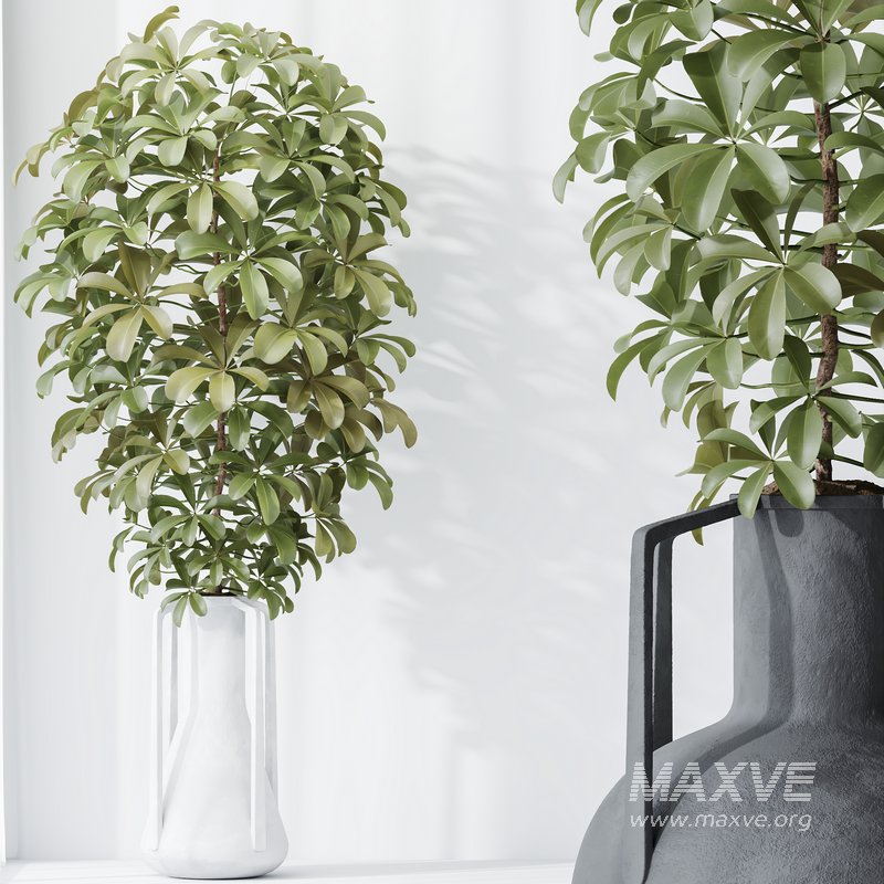 HQ HousePlants Schefflera Arboricola Umbrella Set04 - Image 4