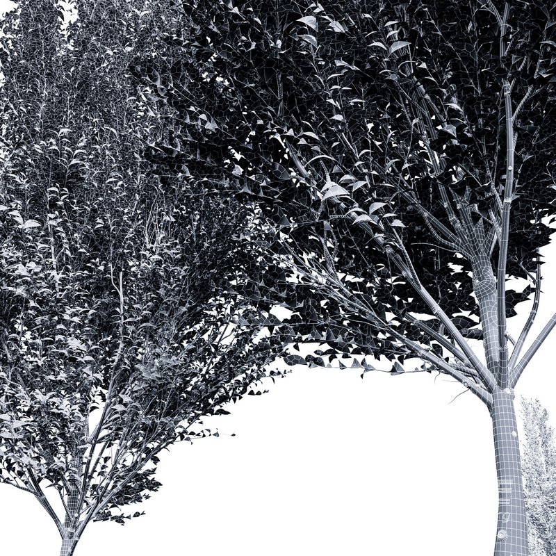 Carpinus Betulus 02 - Image 4