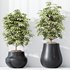 HQ HousePlants Schefflera Arboricola Umbrella Set03 - Thumbnail 4