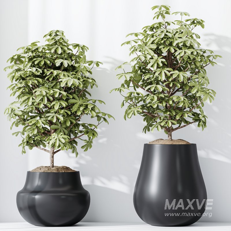 HQ HousePlants Schefflera Arboricola Umbrella Set03 - Image 4