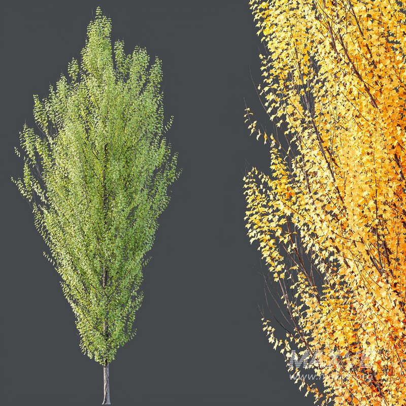 Indoor plant set 50 - Image 3