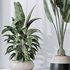 ParadiseBird and Rhapis Excelsa Lady Palm Vase 16 - Thumbnail 4