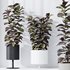 Rubber Ficus Elastica Abidjan Melany Vase 19 - Thumbnail 4